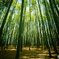 嵐山、竹林