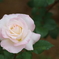 清楚な薔薇