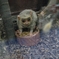 上野のサル