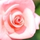薔薇の瞳
