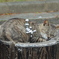 水飲み場の主