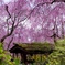 桜色の空