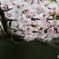 桜を潜る