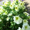 路傍の花