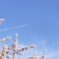 春の飛行機雲
