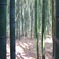 竹林の小径