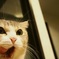 ねこ