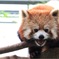 Lesser panda