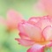 ふんわり薔薇の香