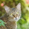 DSC02179　川越　町並み　時の鐘　2016-05-22