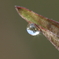 水玉