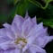 Clematis