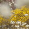 201004240245[1]
