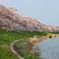 大河原　千本桜