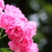 去年の薔薇　PART2