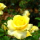 薔薇