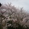 滋賀県大津市　三井寺の桜