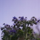 ほわほわの花