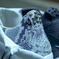AIR JORDAN4 PREMIUM