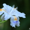 癒しの花