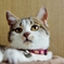 なにかしら？