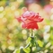 Rose Portrait