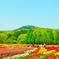 カラフル