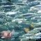 魚群