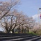 風と桜と鯉のぼり