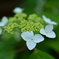梅宮大社の山紫陽花