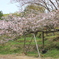 絶好の花見スポット