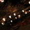 高知 夜桜