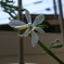 オリヅルランの花