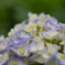 雨上がりの紫陽花
