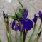 105バッタ虫と花菖蒲