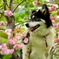 桜の木に登る犬