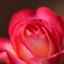 薔薇Vol.８