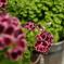 Pelargonium     