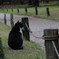 ねこ