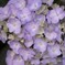 季節は紫陽花