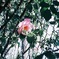 pink rose