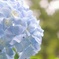 Hydrangea