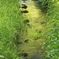 新緑の流れ