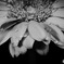 monochrome