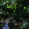 小城公園の蛍