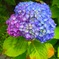 紫陽花