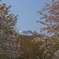 桜と残雪の山