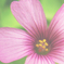花之蕊