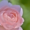「薔薇恋し」