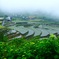 棚田の風景